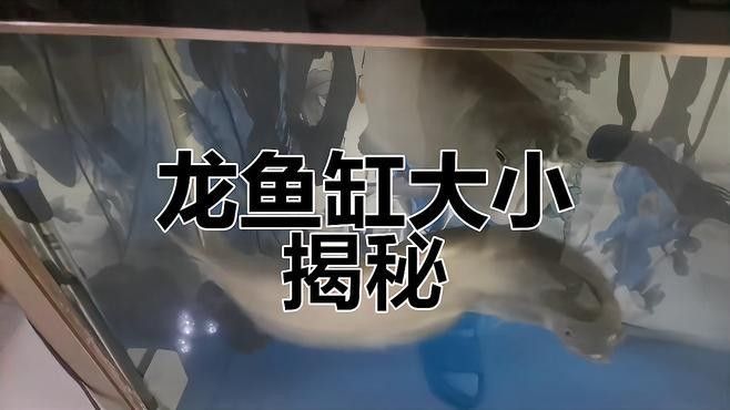 觀賞龍魚需要多大的魚缸（龍魚缸尺寸選擇合適的魚缸尺寸是至關(guān)重要的） 觀賞龍魚需要多大的魚缸（龍魚缸尺寸選擇合適的魚缸尺寸是至關(guān)重要的） 龍魚百科 第1張