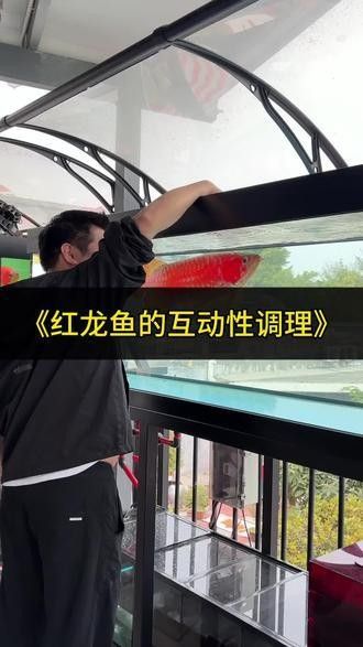 紅龍魚(yú)互動(dòng)訓(xùn)練需要多長(zhǎng)時(shí)間（紅龍魚(yú)互動(dòng)訓(xùn)練需要一定的時(shí)間和耐心，您需要一定的時(shí)間和耐心）