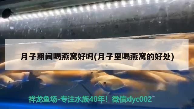 月子期間喝燕窩好嗎(月子里喝燕窩的好處)（月子期間喝燕窩好不好）
