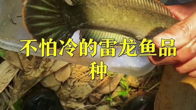 哪些雷龍魚品種最耐寒（哪些雷龍魚品種耐寒）