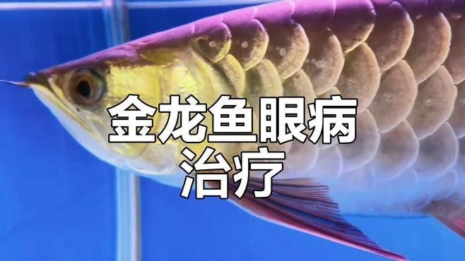 如何正確給龍魚加鹽（如何正確的給龍魚加鹽？）