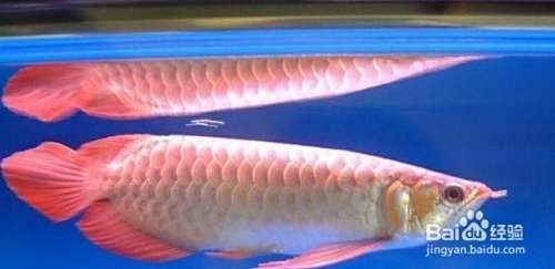 如何辨別招財龍魚的品種（如何鑒別招財龍魚的品種）
