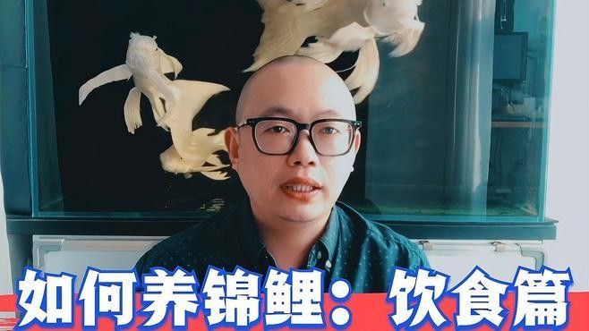 金龍魚和錦鯉的飼料有何不同？（金龍魚和錦鯉的飼料差異）