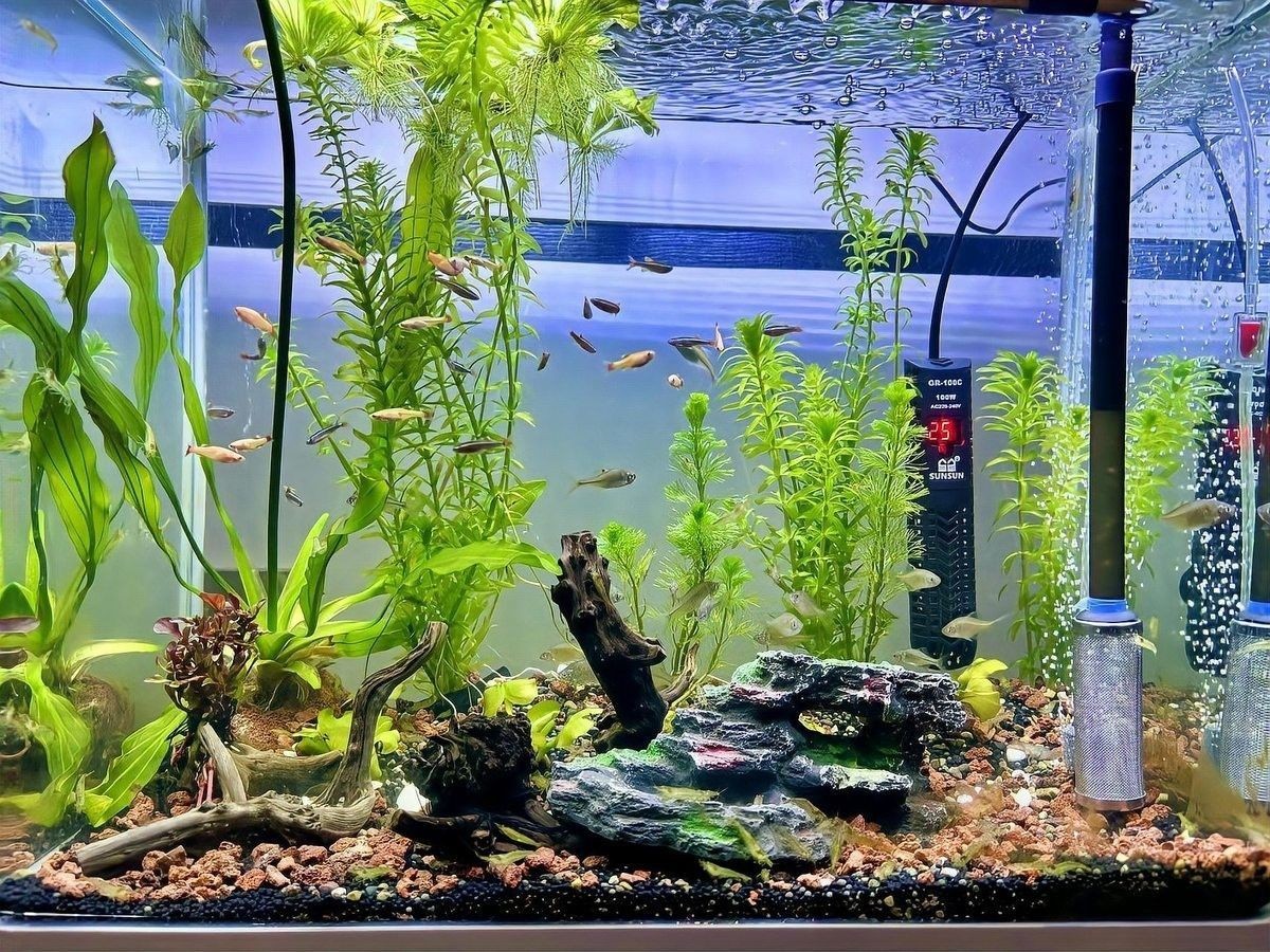 金龍魚打氧一般打多久合適（金龍魚打氧應該放在哪個位置金龍魚打氧應該放在哪個位置）