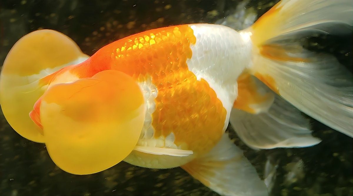 純金色金龍魚適合新手嗎？（純金色金龍魚適合新手養嗎）