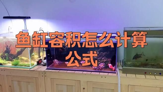 奶茶雷龍魚缸需要多大的空間（奶茶雷龍魚的飼養(yǎng)技巧）