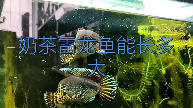 奶茶雷龍魚缸需要多大的空間（奶茶雷龍魚的飼養(yǎng)技巧）