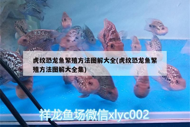 虎紋恐龍魚繁殖方法圖解大全(虎紋恐龍魚繁殖方法圖解大全集)（虎紋恐龍魚的繁殖方法圖解大全） 虎紋恐龍魚繁殖方法圖解大全(虎紋恐龍魚繁殖方法圖解大全集)（虎紋恐龍魚的繁殖方法圖解大全） 觀賞魚百科