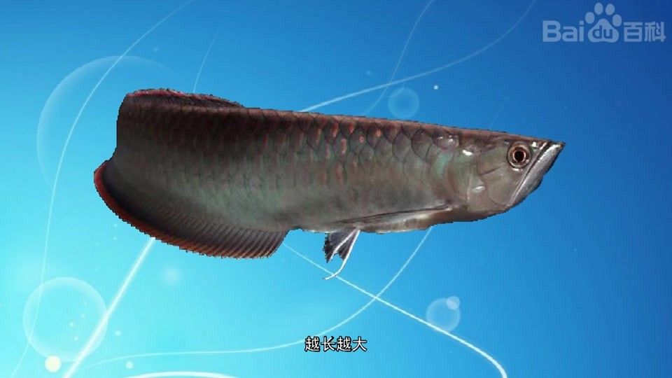黑色龍魚有哪些品種？（心靈的游樂場黑色熱帶魚有哪些品種和介紹袁物先森） 黑色龍魚有哪些品種？（心靈的游樂場黑色熱帶魚有哪些品種和介紹袁物先森） 龍魚百科 第1張