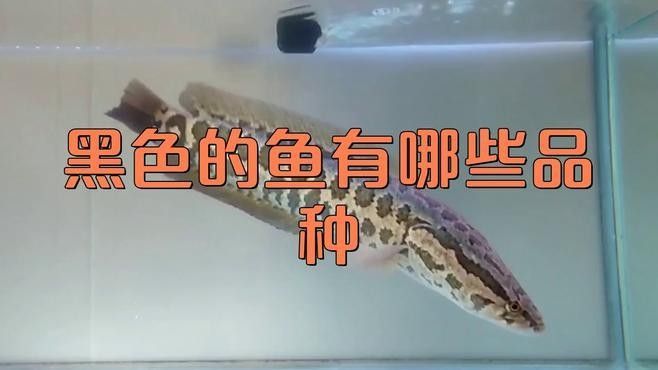 黑色龍魚有哪些品種？（心靈的游樂場黑色熱帶魚有哪些品種和介紹袁物先森） 黑色龍魚有哪些品種？（心靈的游樂場黑色熱帶魚有哪些品種和介紹袁物先森） 龍魚百科 第2張
