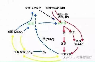 紅龍魚(yú)褪色還能紅嗎：紅龍魚(yú)褪色后多久能恢復(fù)紅色，