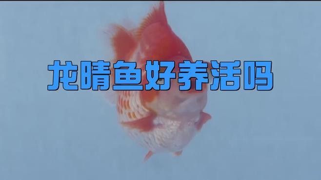 如何飼養藍龍睛魚？（藍龍睛魚的飼養指南）
