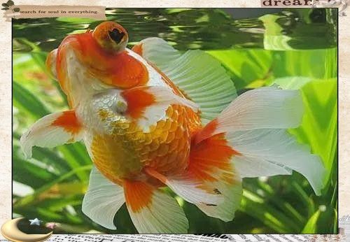 如何飼養藍龍睛魚？（藍龍睛魚的飼養指南）