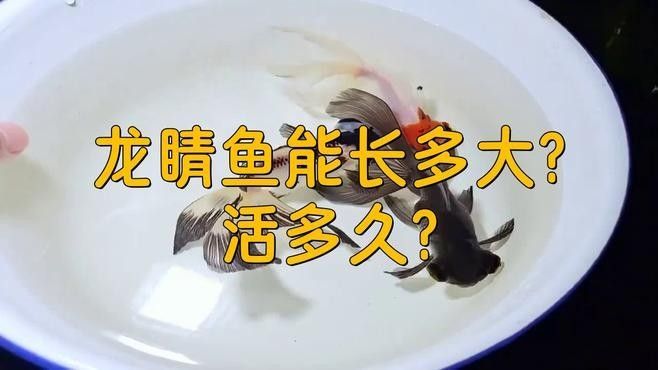 如何飼養藍龍睛魚？（藍龍睛魚的飼養指南）