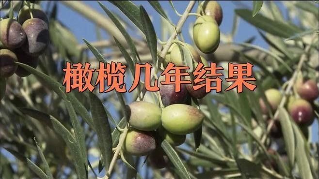 欖仁葉多久換一次（使用欖仁葉的注意事項(xiàng)）
