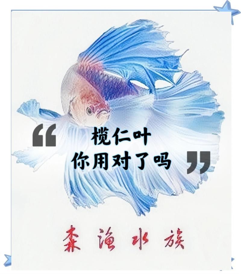 欖仁葉多久換一次（使用欖仁葉的注意事項(xiàng)）