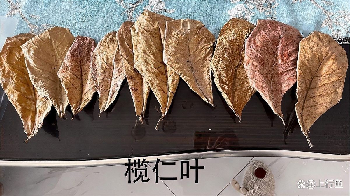 欖仁葉多久換一次（使用欖仁葉的注意事項(xiàng)）