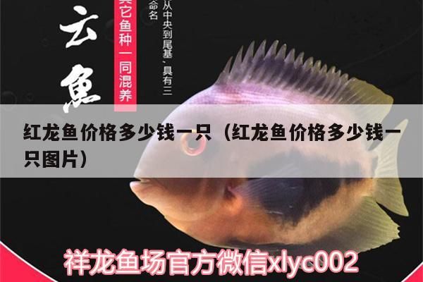 紅龍魚價格多少錢一只（紅龍魚價格多少錢一只圖片）（紅龍魚價格多少錢一只） 紅龍魚價格多少錢一只（紅龍魚價格多少錢一只圖片）（紅龍魚價格多少錢一只） 觀賞魚百科
