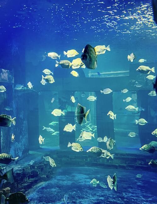 給我推薦幾家太原的水族店（太原市值得一去的幾家水族店）