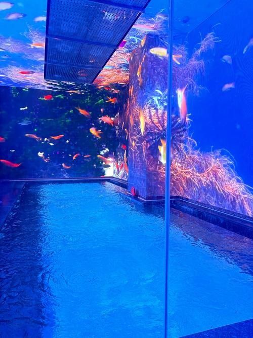 給我推薦幾家太原的水族店（太原市值得一去的幾家水族店）