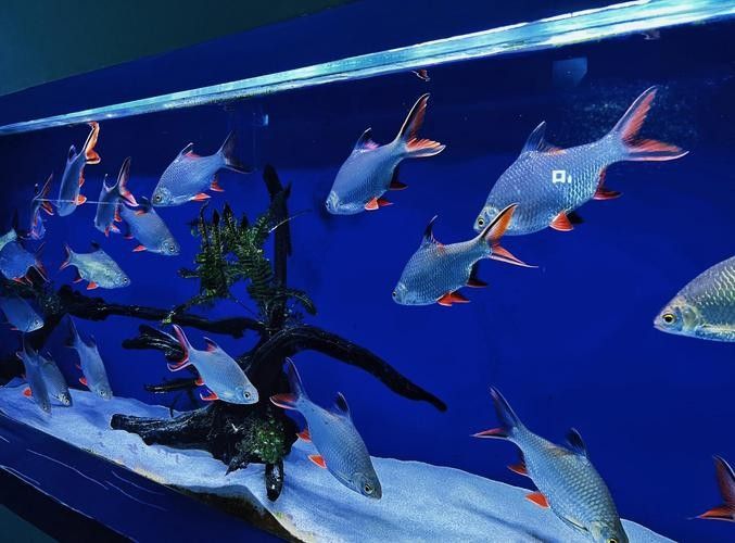 給我推薦幾家太原的水族店（太原市值得一去的幾家水族店）