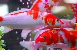 龍魚 長管潛水泵油膜處理器:水面油膜怎么生成的害處是什么啊 觀賞魚百科 長管潛水泵油膜處理器:水面油膜怎么生成的害處是什么啊 長管潛水泵油膜處理器:水面油膜怎么生成的害處是什么啊 觀賞魚百科