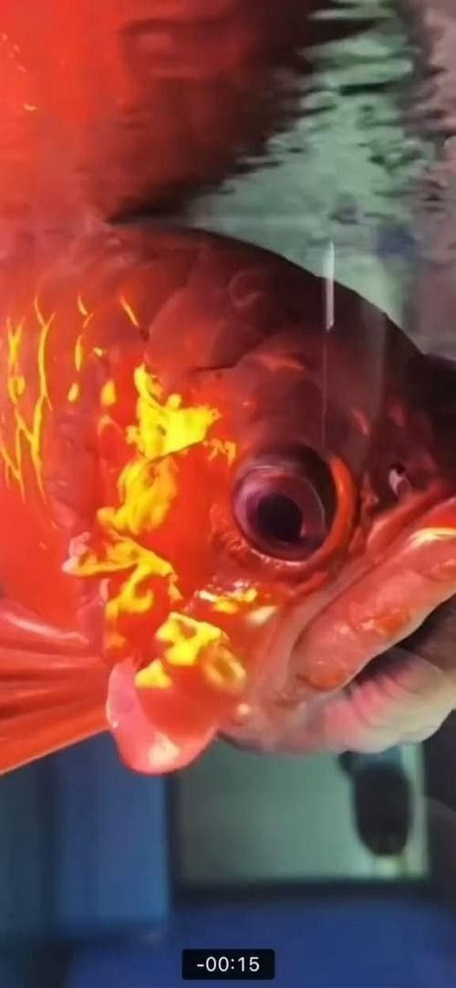 龍魚專用藥物哪個品牌最好？（龍魚專用藥物哪個牌子好）