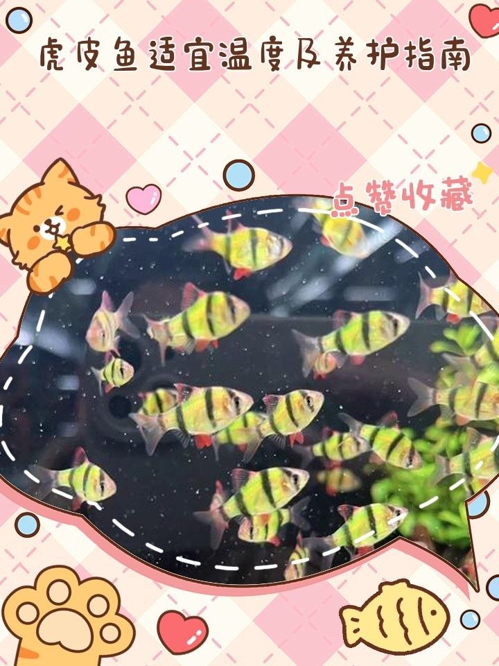 如何判斷虎魚是否健康（如何判斷虎魚的健康狀況）