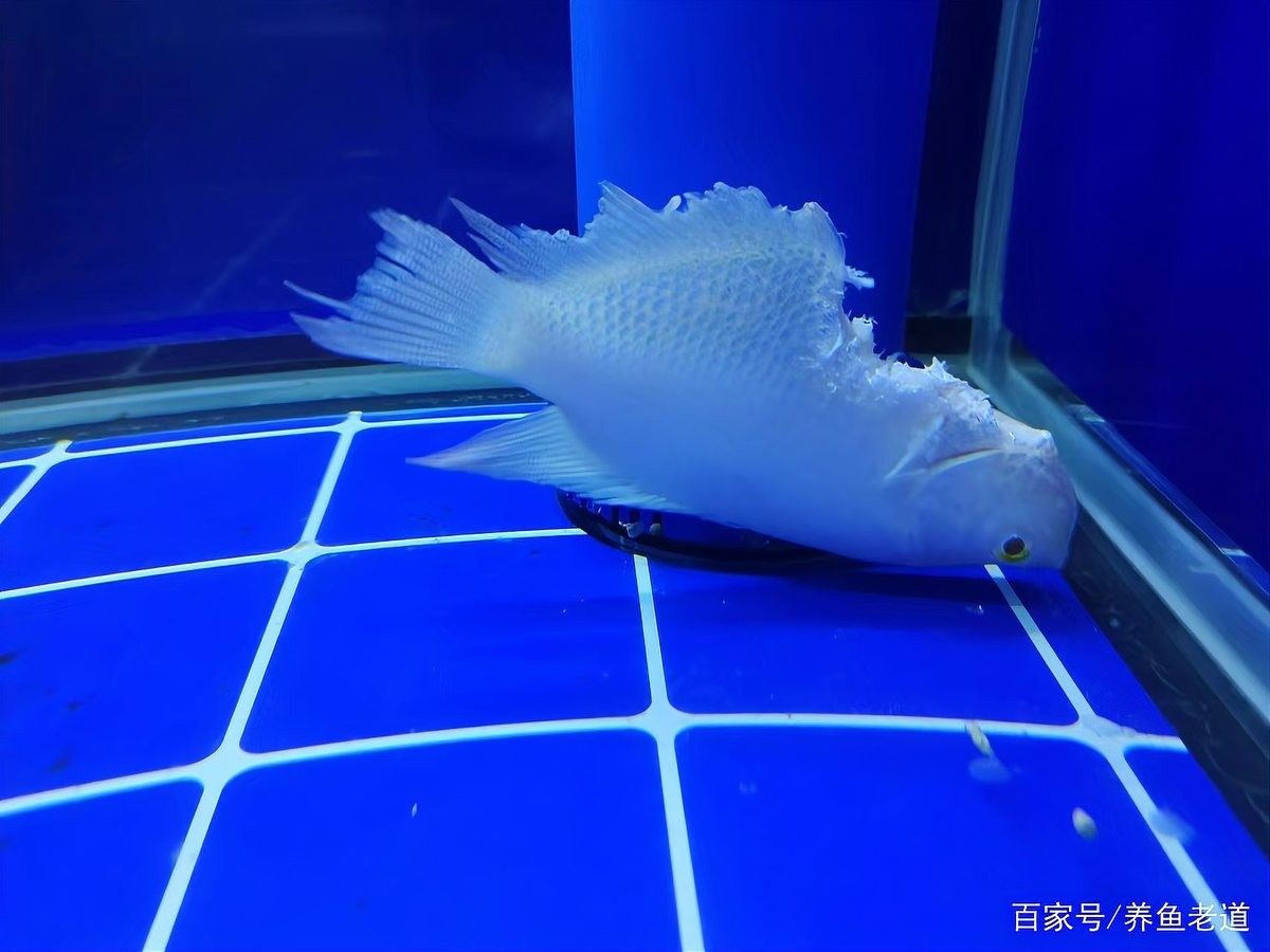 如何判斷虎魚是否健康（如何判斷虎魚的健康狀況）