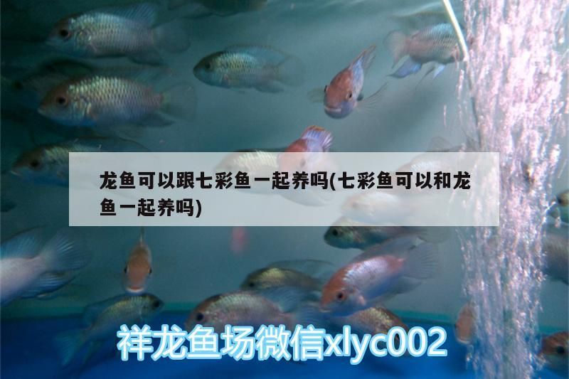 鸚鵡魚 龍魚可以跟七彩魚一起養嗎(七彩魚可以和龍魚一起養嗎)(龍魚與七彩魚可以跟七彩魚一起養嗎) 觀賞魚百科 龍魚可以跟七彩魚一起養嗎(七彩魚可以和龍魚一起養嗎)(龍魚與七彩魚可以跟七彩魚一起養嗎) 龍魚可以跟七彩魚一起養嗎(七彩魚可以和龍魚一起養嗎)(龍魚與七彩魚可以跟七彩魚一起養嗎) 觀賞魚百科