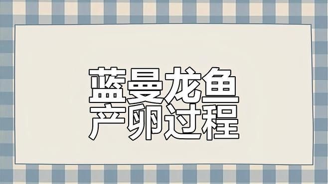 藍龍魚繁殖需要多大的魚缸（藍龍魚養殖方法和注意事項）