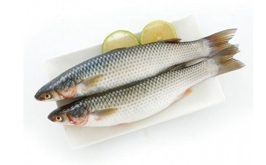 如何判斷飛鳳魚是否健康（如何判斷飛鳳魚的健康狀況）