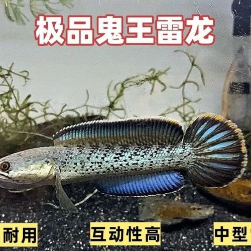 巴卡二型鬼王雷龍的價(jià)格是多少？（巴卡二型鬼王雷龍價(jià)格是多少巴卡二型鬼王雷龍的價(jià)格是多少）