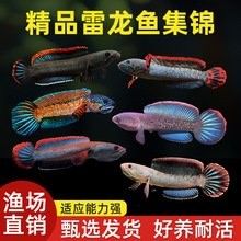 巴卡二型鬼王雷龍的價(jià)格是多少？（巴卡二型鬼王雷龍價(jià)格是多少巴卡二型鬼王雷龍的價(jià)格是多少）