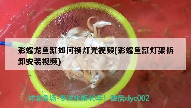 彩蝶龍魚缸如何換燈光視頻(彩蝶魚缸燈架拆卸安裝視頻)（彩蝶龍魚缸如何換燈光視頻）