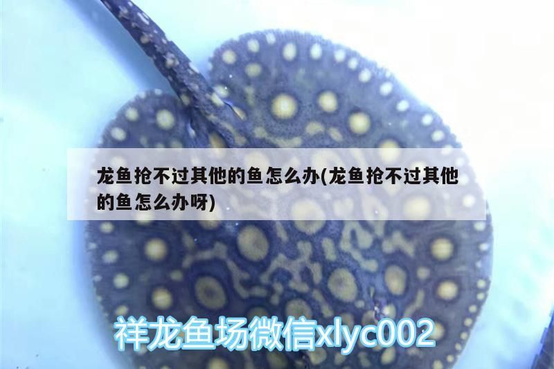 銀龍魚一天喂幾次比較好呢：銀龍魚一天喂幾次比較好？（銀龍魚一天喂幾次比較好）