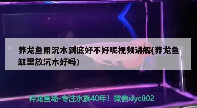 養(yǎng)龍魚用沉木到底好不好呢視頻講解(養(yǎng)龍魚缸里放沉木好嗎)（養(yǎng)龍魚用沉木到底好不好養(yǎng)龍魚用沉木到底好不好呢）