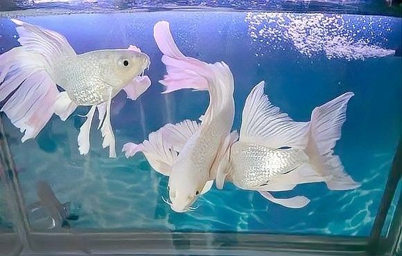 哪種龍鳳魚最適合新手（新手養魚指南:這6種觀賞魚好看又好養,懶人必看）