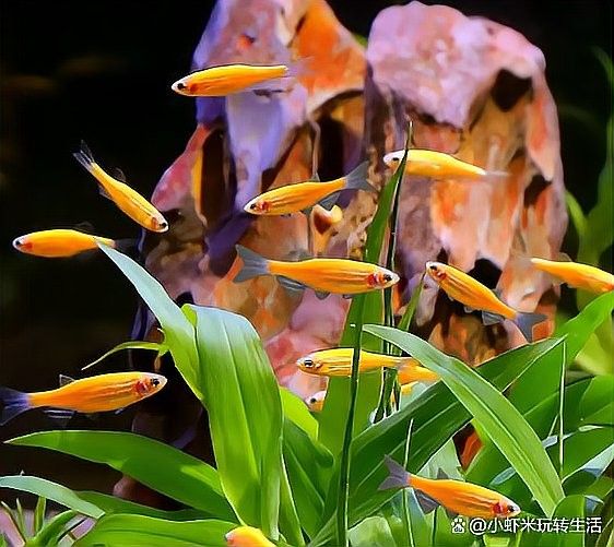 哪種龍鳳魚最適合新手（新手養魚指南:這6種觀賞魚好看又好養,懶人必看）