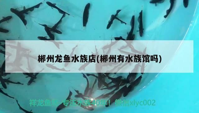 郴州龍魚水族店(郴州有水族館嗎) 郴州龍魚水族店(郴州有水族館嗎) 觀賞魚百科