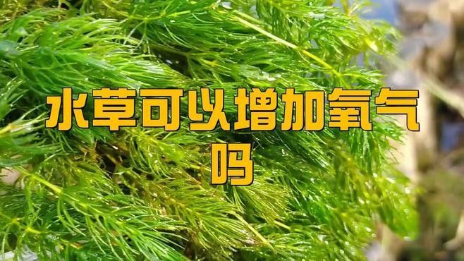 如何預防龍魚缺氧（養(yǎng)龍魚缺氧預防需“三位一體”預防龍魚缺氧的預防措施） 如何預防龍魚缺氧（養(yǎng)龍魚缺氧預防需“三位一體”預防龍魚缺氧的預防措施） 龍魚百科 第2張