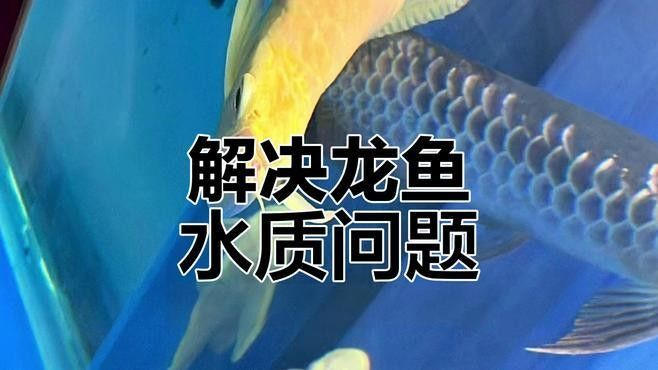 如何預防龍魚缺氧（養(yǎng)龍魚缺氧預防需“三位一體”預防龍魚缺氧的預防措施） 如何預防龍魚缺氧（養(yǎng)龍魚缺氧預防需“三位一體”預防龍魚缺氧的預防措施） 龍魚百科 第3張