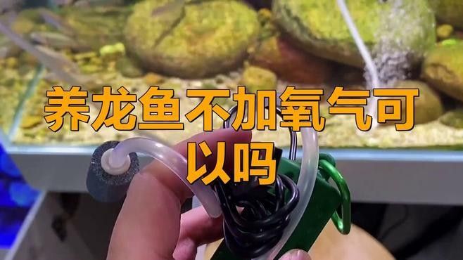 如何預防龍魚缺氧（養(yǎng)龍魚缺氧預防需“三位一體”預防龍魚缺氧的預防措施） 如何預防龍魚缺氧（養(yǎng)龍魚缺氧預防需“三位一體”預防龍魚缺氧的預防措施） 龍魚百科 第4張
