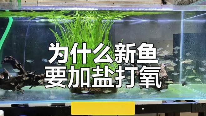 如何預防龍魚缺氧（養(yǎng)龍魚缺氧預防需“三位一體”預防龍魚缺氧的預防措施） 如何預防龍魚缺氧（養(yǎng)龍魚缺氧預防需“三位一體”預防龍魚缺氧的預防措施） 龍魚百科 第5張