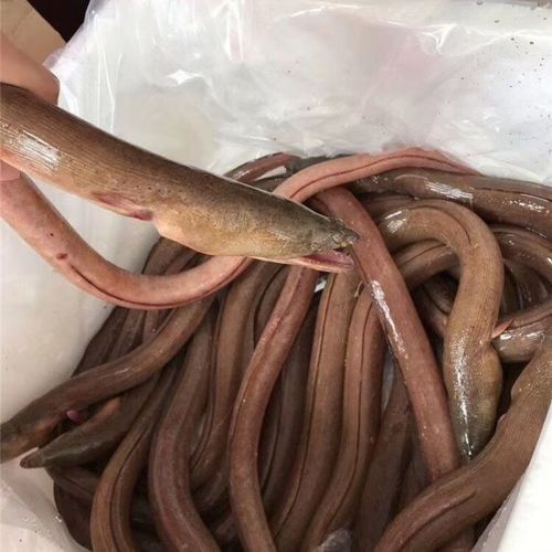 人工養(yǎng)殖的土龍魚價格如何（人工養(yǎng)殖的土龍魚價格會更高嗎？）