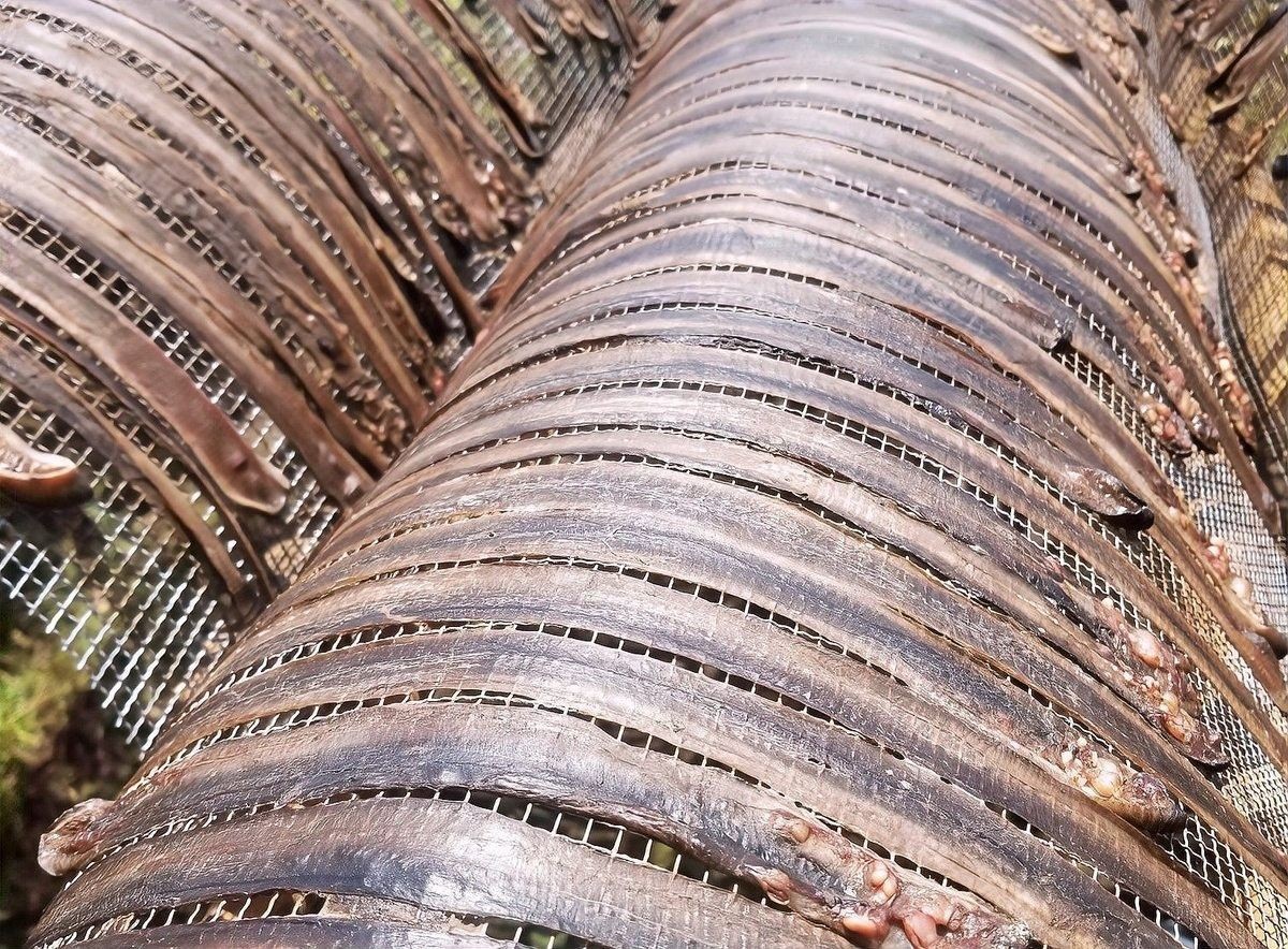 人工養(yǎng)殖的土龍魚價格如何（人工養(yǎng)殖的土龍魚價格會更高嗎？）
