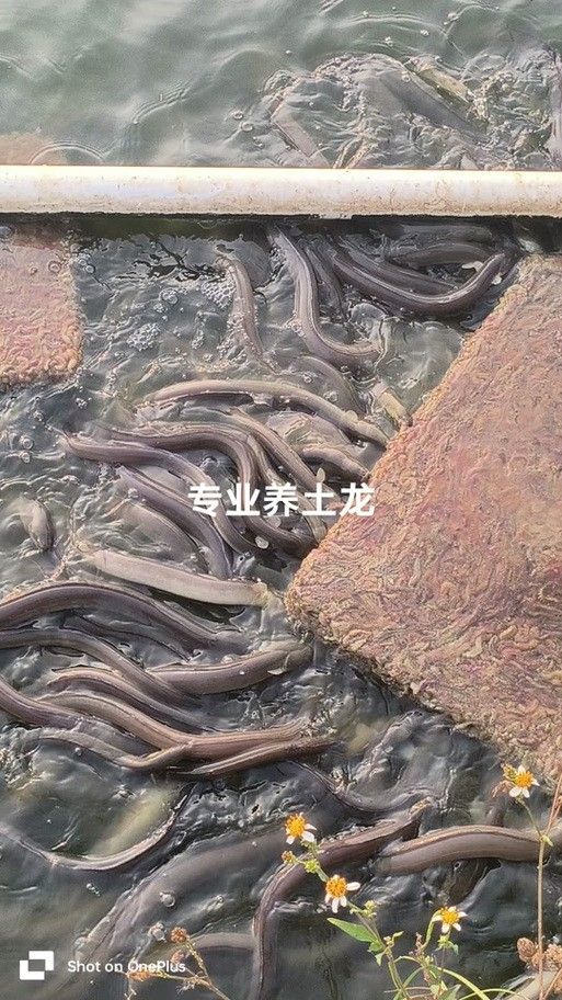 人工養(yǎng)殖的土龍魚價格如何（人工養(yǎng)殖的土龍魚價格會更高嗎？）
