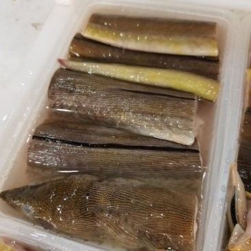 人工養(yǎng)殖的土龍魚價格如何（人工養(yǎng)殖的土龍魚價格會更高嗎？）