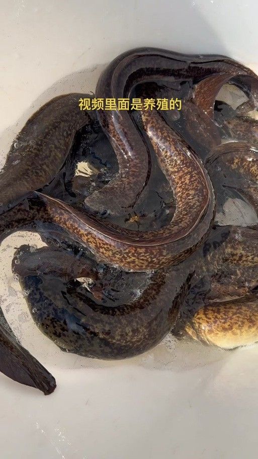人工養(yǎng)殖的土龍魚價格如何（人工養(yǎng)殖的土龍魚價格會更高嗎？）