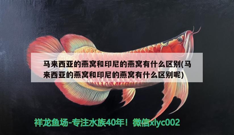 馬來西亞的燕窩和印尼的燕窩有什么區別(馬來西亞的燕窩和印尼的燕窩有什么區別呢)（馬來西亞燕窩和印尼燕窩有什么區別）